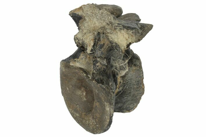 Ornithopod Dinosaur Vertebra - Isle of Wight, England #171296